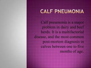 Calf pneumonia is a major
     problem in dairy and beef
    herds. It is a multifactorial
disease, and the most common
     post-mortem diagnosis in
    calves between one to five
                  months of age.
 