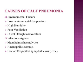  Environmental  Factors
 Low environmental temperature
 High Humidity
 Poor Ventilation
 Direct Draughts onto calves
 Infectious Agents
 Mannheimia haemolytica
 Haemophilus somnus
 Bovine Respiratort syncytial Virus (RSV)
 