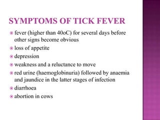  fever (higher than 40oC) for several days before
  other signs become obvious
 loss of appetite
 depression
 weakness and a reluctance to move
 red urine (haemoglobinuria) followed by anaemia
  and jaundice in the latter stages of infection
 diarrhoea
 abortion in cows
 