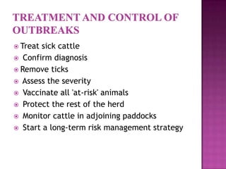  Treatsick cattle
 Confirm diagnosis
 Remove ticks
 Assess the severity
 Vaccinate all 'at-risk' animals
 Protect the rest of the herd
 Monitor cattle in adjoining paddocks
 Start a long-term risk management strategy
 