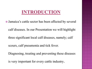  Jamaica’s   cattle sector has been affected by several

 calf diseases. In our Presentation we will highlight

 three significant local calf diseases, namely; calf

 scours, calf pneumonia and tick fever.

 Diagnosing, treating and preventing these diseases

 is very important for every cattle industry.
 
