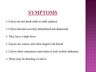    Calves do not drink milk or milk replacer.

   Calves become severely dehydrated and depressed.

   They have a high fever.

   Faeces are watery and often tinged with blood

   Calves show uneasiness and strain or kick at their abdomen

   There may be drooling of saliva
 