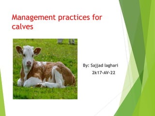 Management practices for
calves
By: Sajjad laghari
2k17-AV-22
 
