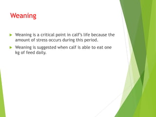 Weaning
 Weaning is a critical point in calf’s life because the
amount of stress occurs during this period.
 Weaning is suggested when calf is able to eat one
kg of feed daily.
 