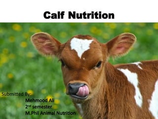 Comprehensive Guide to Calf Nutrition and Development | PPTX