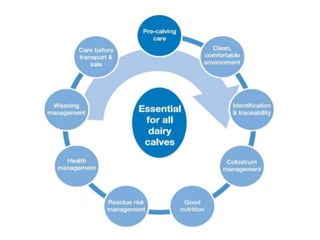 Comprehensive Guide to Calf Nutrition and Development | PPTX