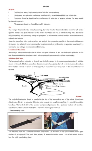 11 of 12
Hygiene
• Good hygiene is very important to prevent infection after dehorning.
• Dusty yards, wet days, dirty equipment, high fly activity are all factors which lead to infection.
• Equipment should be placed in a bucket of water with antiseptic, in between animals. The water should
be changed frequently.
• All equipment should be cleaned thoroughly after use.
Age
The younger the animal at the time of dehorning, the better it is for the animal and the easier the job for the
operator. There is less pain and stress for the animal and there is less risk of infection or fly strike the smaller
and younger they are, particularly if they are going back to their mothers. Smaller animals are also much easier
to handle and restrain.
Removing horns from older cattle, yearlings and adults is time consuming, painful for the animal and increases
the chances of a setback. It is not recommended to dehorn animals over 12 months of age unless undertaken by a
veterinarian and is illegal in some states and territories.
Condition of the animal
Dehorning is not recommended when an animal is in poor condition, or if it has other health problems. In this
case the animal should be dehorned when it is in better health/condition as it will heal more quickly.
Anatomy of the horn
The horn core is a bony extension of the skull and the hollow centre of the core communicates directly with the
sinuses of the skull. The horn grows from the skin around its base, just as the wall of the hoof grows down from
the skin of the coronet. To ensure no horn regrowth, it is essential to cut away 1 cm of skin around the base of
the horn.
Method
The method of dehorning should be matched to the size of the horn and the age of the animal for optimum
effectiveness. The key to successful dehorning is the removal of a complete ring of hair (~1 cm wide) around the
horn base. The level of skill of the operator and personal preference for a particular method will also be a
consideration. There is no one method for a particular animal age or horn size.
1. The dehorning knife
The dehorning knife has a curved blade and is easy to use. The procedure is very quick and has shown good
results with no regrowth if the job is done properly. It is essential to take around 1 cm of hair around the horn
bud. The knife must be kept sharp.
 