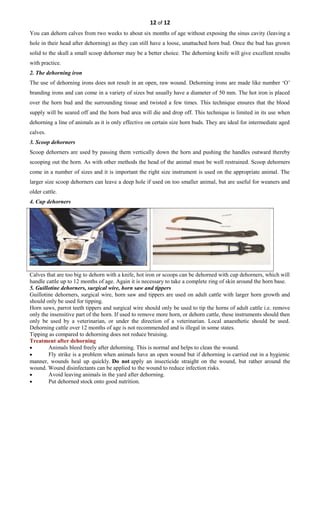 12 of 12
You can dehorn calves from two weeks to about six months of age without exposing the sinus cavity (leaving a
hole in their head after dehorning) as they can still have a loose, unattached horn bud. Once the bud has grown
solid to the skull a small scoop dehorner may be a better choice. The dehorning knife will give excellent results
with practice.
2. The dehorning iron
The use of dehorning irons does not result in an open, raw wound. Dehorning irons are made like number ‘O’
branding irons and can come in a variety of sizes but usually have a diameter of 50 mm. The hot iron is placed
over the horn bud and the surrounding tissue and twisted a few times. This technique ensures that the blood
supply will be seared off and the horn bud area will die and drop off. This technique is limited in its use when
dehorning a line of animals as it is only effective on certain size horn buds. They are ideal for intermediate aged
calves.
3. Scoop dehorners
Scoop dehorners are used by passing them vertically down the horn and pushing the handles outward thereby
scooping out the horn. As with other methods the head of the animal must be well restrained. Scoop dehorners
come in a number of sizes and it is important the right size instrument is used on the appropriate animal. The
larger size scoop dehorners can leave a deep hole if used on too smaller animal, but are useful for weaners and
older cattle.
4. Cup dehorners
Calves that are too big to dehorn with a knife, hot iron or scoops can be dehorned with cup dehorners, which will
handle cattle up to 12 months of age. Again it is necessary to take a complete ring of skin around the horn base.
5. Guillotine dehorners, surgical wire, horn saw and tippers
Guillotine dehorners, surgical wire, horn saw and tippers are used on adult cattle with larger horn growth and
should only be used for tipping.
Horn saws, parrot teeth tippers and surgical wire should only be used to tip the horns of adult cattle i.e. remove
only the insensitive part of the horn. If used to remove more horn, or dehorn cattle, these instruments should then
only be used by a veterinarian, or under the direction of a veterinarian. Local anaesthetic should be used.
Dehorning cattle over 12 months of age is not recommended and is illegal in some states.
Tipping as compared to dehorning does not reduce bruising.
Treatment after dehorning
• Animals bleed freely after dehorning. This is normal and helps to clean the wound.
• Fly strike is a problem when animals have an open wound but if dehorning is carried out in a hygienic
manner, wounds heal up quickly. Do not apply an insecticide straight on the wound, but rather around the
wound. Wound disinfectants can be applied to the wound to reduce infection risks.
• Avoid leaving animals in the yard after dehorning.
• Put dehorned stock onto good nutrition.
 