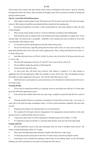 2 of 12
Calves need to have contact with other animals whose rumen is developed to allow them to ‘pick up’ microbes
that digest the food in the rumen. These microbes are thought to pass from one animal to another by licking and
grazing common ground.
Tips for a successful calf-feeding program
• Milk replacers should contain at least 20% protein and 10% fat and no more than 10% starch and sugars
(sucrose). Milk replacers should be reconstituted and fed as directed by the manufacturers.
• Increasing the proportion of powder is often recommended for once-a-day feeding to reduce the total
volume required.
• When rearing a large number of calves, it is best to draft them according to their feeding habit.
• Milk should be given in separate feeds in the morning and evening, preferably at a regular time. As the
calf gets older, one feed per day is acceptable – preferably in the morning with access to plenty of cool, clean
water thereafter. Split feeding is ideal.
• It is essential to practice good hygiene at all times whilst rearing calves.
• Do not over-feed calves, especially during their first three weeks of life, as it may cause scouring. As a
guide milk should be fed at 10% of the calf’s body weight per day. Thus, a 30 kg calf should be fed at least 3 L
of whole milk per day.
• Start baby and weak calves on 250 mL of milk, five times a day for the first 24–48 hours and work up to
2 L twice a day.
• The best milk temperature is between 35° and 38°C, but it may be fed as cold as 6°C.
• Do not suddenly change the quantity of milk being fed.
• Always provide clean fresh water.
• As calves grow they will drink more, however, milk replacer is expensive. It is often cheaper to
supplement the calf with pellets/grain. Make this available to calves all the time. They will gradually increase
their intake of a grain supplement as they grow. This will also make them easier to wean.
• Solid feed such as good quality hay and concentrates can be introduced in limited amounts from one to
two weeks of age.
Weaning off milk
• Calves may be weaned successfully at a young age; however, providing some milk up to 12 weeks often
gives the calf the best opportunity to grow.
• If the calf has been offered solids from one week of age, it might be weaned off milk after five weeks of
age.
• Weaning should be based on concentrate consumption of at least 650 g of meal a day—not on age. As
some calves will reach the target consumption earlier, it is best to feed concentrates separately with more than
one calf.
• Weaning can be abrupt or by reducing milk over a one-week period.
• The weaned calf will require intensive management. Poor management and poor nutrition at this early
age may result in a stunted calf that will never recover.
• Young calves need a diet of 18-20% crude protein with high energy levels of about 11-12 MJ.
• It is important to clean out old feed, i.e. just keep small amounts at any one time in the feed trough.
Feeding solid feed
• The calf should have access to hay and concentrates from one week to stimulate rumen activity. The
rumen is usually functioning well by 10–12 weeks.
• They can be fed high quality baby calf meals or pellets after about five weeks of age.
• Avoid giving excessive green grass in the first 6–8 weeks of age to prevent any digestive upsets.
• Concentrates can be introduced by placing a small amount in the milking bucket. As the calf finishes
drinking, rub a little concentrate on its muzzle to encourage the calf to taste it.
 