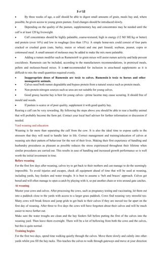 3 of 12
• By three weeks of age, a calf should be able to digest small amounts of grain, meals hay and, where
possible, be given access to young green pasture. Feed changes should be introduced slowly.
• Depending on the quality of the pasture, supplementary hay and concentrates may be needed until the
calf is at least 120 kg liveweight.
• Calf concentrates should be highly palatable, coarse-textured, high in energy (12 MJ ME/kg or better)
and protein (over 16%) and low in roughage (less than 15%). A simple home-mix could consist of four parts
cracked or crushed grain (oats, barley, maize or wheat) and one part linseed, soybean, peanut, copra or
cottonseed meal. A small amount of molasses may be added to make the mix more palatable.
• Adding a rumen modifier such as Rumensin® to grain mixes will assist rumen activity and help prevent
coccidiosis. Rumensin can be included, according to the manufacturers recommendations, in premixed meals,
pellets and molasses-based mixes. It is not recommended for inclusion in urea-based supplements as it is
difficult to mix the small quantities required evenly.
• Inappropriate doses of Rumensin are toxic to calves. Rumensin is toxic to horses and other
monogastric animals.
• Calves need both rumen degradable and bypass protein from a natural source such as protein meals.
• Non-protein nitrogen sources such as urea are not suitable for young calves.
• Good grassy lucerne hay is best for young calves—prime lucerne may cause scouring. It should free of
mould and weeds.
• If pasture is scarce or of poor quality, supplement it with good quality hay.
Rearing a calf can be very rewarding. By following the steps above you should be able to rear a healthy animal
that will probably become the farm pet. Contact your local beef advisor for further information or discussion if
needed.
Yard weaning and education
Weaning is far more than separating the calf from the cow. It is also the ideal time to expose cattle to the
stressors that they will need to handle later in life. Correct management and training/education of calves at
weaning sets their pattern of behaviour for the rest of their lives. Making their first experience of handling and
husbandry procedures as pleasant as possible reduces the stress experienced throughout their lifetime when
similar procedures are carried out. This results in ease of handling and increased growth performance so is well
worth the initial investment in time.
Before weaning
For the first few days after weaning, calves try to get back to their mothers and can manage to do the seemingly
impossible. To avoid injuries and escapes, check all equipment ahead of time that will be used at weaning,
including yards, hay feeders and water troughs. It is best to assume a ‘belt and braces’ approach. Calves get
bored and will often manage to open a catch by playing with it, so put another chain or wire around gate catches.
At weaning
Muster your cows and calves. After processing the cows, such as pregnancy testing and vaccinating, let them out
into a paddock close to the yards with access to a larger grass paddock. Cows find weaning very stressful too.
Many cows will break fences and jump grids to get back to their calves if they are moved too far apart on the
first day of weaning. After three to five days the cows will have forgotten about their calves and will be much
easier to move further out.
Make sure the water troughs are clean and the hay feeders full before putting the first of the calves into the
weaning yard. Then leave them overnight. There will be a lot of bellowing from both the cows and the calves,
but this is quite normal.
Training begins
For the first two days, spend time walking quietly through the calves. Move them slowly and calmly into other
yards whilst you fill the hay racks. This teaches the calves to walk through gateways and move at your direction
 