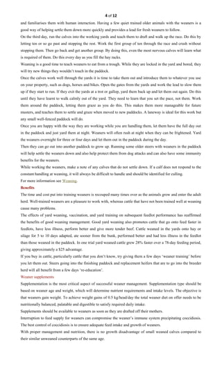 4 of 12
and familiarises them with human interaction. Having a few quiet trained older animals with the weaners is a
good way of helping settle them down more quickly and provides a lead for fresh weaners to follow.
On the third day, run the calves into the working yards and teach them to draft and walk up the race. Do this by
letting ten or so go past and stopping the rest. Work the first group of ten through the race and crush without
stopping them. Then go back and get another group. By doing this, even the most nervous calves will learn what
is required of them. Do this every day as you fill the hay racks.
Weaning is a good time to teach weaners to eat from a trough. While they are locked in the yard and bored, they
will try new things they wouldn’t touch in the paddock.
Once the calves work well through the yards it is time to take them out and introduce them to whatever you use
on your property, such as dogs, horses and bikes. Open the gates from the yards and work the lead to slow them
up if they start to run. If they exit the yards at a trot or gallop, yard them back up and let them out again. Do this
until they have learnt to walk calmly out of the yard. They need to learn that you set the pace, not them. Work
them around the paddock, letting them graze as you do this. This makes them more manageable for future
musters, and teaches them to settle and graze when moved to new paddocks. A laneway is ideal for this work but
any small well-fenced paddock will do.
Once you are happy with the way they are working while you are handling them, let them have the full day out
in the paddock and just yard them at night. Weaners will often rush at night when they can be frightened. Yard
the weaners overnight for three or four days and let them out in the paddock during the day.
Then they can go out into another paddock to grow up. Running some older steers with weaners in the paddock
will help settle the weaners down and also help protect them from dog attacks and can also have some immunity
benefits for the weaners.
While working the weaners, make a note of any calves that do not settle down. If a calf does not respond to the
constant handling at weaning, it will always be difficult to handle and should be identified for culling.
For more information see Weaning.
Benefits
The time and cost put into training weaners is recouped many times over as the animals grow and enter the adult
herd. Well-trained weaners are a pleasure to work with, whereas cattle that have not been trained well at weaning
cause many problems.
The effects of yard weaning, vaccination, and yard training on subsequent feedlot performance has reaffirmed
the benefits of good weaning management. Good yard weaning also promotes cattle that go onto feed faster in
feedlots, have less illness, perform better and give more tender beef. Cattle weaned in the yards onto hay or
silage for 5 to 10 days adapted, ate sooner from the bunk, performed better and had less illness in the feedlot
than those weaned in the paddock. In one trial yard weaned cattle grew 28% faster over a 78-day feeding period,
giving approximately a $25 advantage.
If you buy in cattle, particularly cattle that you don’t know, try giving them a few days ‘weaner training’ before
you let them out. Steers going into the finishing paddock and replacement heifers that are to go into the breeder
herd will all benefit from a few days ‘re-education’.
Weaner supplements
Supplementation is the most critical aspect of successful weaner management. Supplementation type should be
based on weaner age and weight, which will determine nutrient requirements and intake levels. The objective is
that weaners gain weight. To achieve weight gains of 0.5 kg/head/day the total weaner diet on offer needs to be
nutritionally balanced, palatable and digestible to satisfy required daily intake.
Supplements should be available to weaners as soon as they are drafted off their mothers.
Interruption to feed supply for weaners can compromise the weaner’s immune system precipitating coccidiosis.
The best control of coccidiosis is to ensure adequate feed intake and growth of weaners.
With proper management and nutrition, there is no growth disadvantage of small weaned calves compared to
their similar unweaned counterparts of the same age.
 