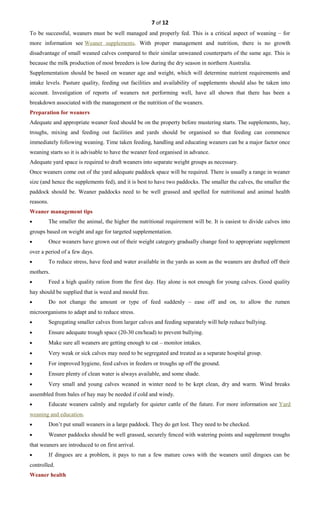 7 of 12
To be successful, weaners must be well managed and properly fed. This is a critical aspect of weaning – for
more information see Weaner supplements. With proper management and nutrition, there is no growth
disadvantage of small weaned calves compared to their similar unweaned counterparts of the same age. This is
because the milk production of most breeders is low during the dry season in northern Australia.
Supplementation should be based on weaner age and weight, which will determine nutrient requirements and
intake levels. Pasture quality, feeding out facilities and availability of supplements should also be taken into
account. Investigation of reports of weaners not performing well, have all shown that there has been a
breakdown associated with the management or the nutrition of the weaners.
Preparation for weaners
Adequate and appropriate weaner feed should be on the property before mustering starts. The supplements, hay,
troughs, mixing and feeding out facilities and yards should be organised so that feeding can commence
immediately following weaning. Time taken feeding, handling and educating weaners can be a major factor once
weaning starts so it is advisable to have the weaner feed organised in advance.
Adequate yard space is required to draft weaners into separate weight groups as necessary.
Once weaners come out of the yard adequate paddock space will be required. There is usually a range in weaner
size (and hence the supplements fed), and it is best to have two paddocks. The smaller the calves, the smaller the
paddock should be. Weaner paddocks need to be well grassed and spelled for nutritional and animal health
reasons.
Weaner management tips
• The smaller the animal, the higher the nutritional requirement will be. It is easiest to divide calves into
groups based on weight and age for targeted supplementation.
• Once weaners have grown out of their weight category gradually change feed to appropriate supplement
over a period of a few days.
• To reduce stress, have feed and water available in the yards as soon as the weaners are drafted off their
mothers.
• Feed a high quality ration from the first day. Hay alone is not enough for young calves. Good quality
hay should be supplied that is weed and mould free.
• Do not change the amount or type of feed suddenly – ease off and on, to allow the rumen
microorganisms to adapt and to reduce stress.
• Segregating smaller calves from larger calves and feeding separately will help reduce bullying.
• Ensure adequate trough space (20-30 cm/head) to prevent bullying.
• Make sure all weaners are getting enough to eat – monitor intakes.
• Very weak or sick calves may need to be segregated and treated as a separate hospital group.
• For improved hygiene, feed calves in feeders or troughs up off the ground.
• Ensure plenty of clean water is always available, and some shade.
• Very small and young calves weaned in winter need to be kept clean, dry and warm. Wind breaks
assembled from bales of hay may be needed if cold and windy.
• Educate weaners calmly and regularly for quieter cattle of the future. For more information see Yard
weaning and education.
• Don’t put small weaners in a large paddock. They do get lost. They need to be checked.
• Weaner paddocks should be well grassed, securely fenced with watering points and supplement troughs
that weaners are introduced to on first arrival.
• If dingoes are a problem, it pays to run a few mature cows with the weaners until dingoes can be
controlled.
Weaner health
 