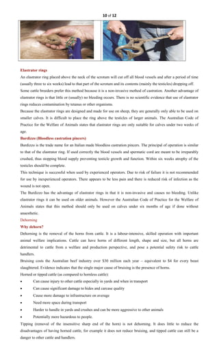 10 of 12
Elastrator rings
An elastrator ring placed above the neck of the scrotum will cut off all blood vessels and after a period of time
(usually three to six weeks) lead to that part of the scrotum and its contents (mainly the testicles) dropping off.
Some cattle breeders prefer this method because it is a non-invasive method of castration. Another advantage of
elastrator rings is that little or (usually) no bleeding occurs. There is no scientific evidence that use of elastrator
rings reduces contamination by tetanus or other organisms.
Because the elastrator rings are designed and made for use on sheep, they are generally only able to be used on
smaller calves. It is difficult to place the ring above the testicles of larger animals. The Australian Code of
Practice for the Welfare of Animals states that elastrator rings are only suitable for calves under two weeks of
age.
Burdizzo (Bloodless castration pincers)
Burdizzo is the trade name for an Italian made bloodless castration pincers. The principal of operation is similar
to that of the elastrator ring. If used correctly the blood vessels and spermatic cord are meant to be irreparably
crushed, thus stopping blood supply preventing testicle growth and function. Within six weeks atrophy of the
testicles should be complete.
This technique is successful when used by experienced operators. Due to risk of failure it is not recommended
for use by inexperienced operators. There appears to be less pain and there is reduced risk of infection as the
wound is not open.
The Burdizzo has the advantage of elastrator rings in that it is non-invasive and causes no bleeding. Unlike
elastrator rings it can be used on older animals. However the Australian Code of Practice for the Welfare of
Animals states that this method should only be used on calves under six months of age if done without
anaesthetic.
Dehorning
Why dehorn?
Dehorning is the removal of the horns from cattle. It is a labour-intensive, skilled operation with important
animal welfare implications. Cattle can have horns of different length, shape and size, but all horns are
detrimental to cattle from a welfare and production perspective, and pose a potential safety risk to cattle
handlers.
Bruising costs the Australian beef industry over $30 million each year – equivalent to $4 for every beast
slaughtered. Evidence indicates that the single major cause of bruising is the presence of horns.
Horned or tipped cattle (as compared to hornless cattle):
• Can cause injury to other cattle especially in yards and when in transport
• Can cause significant damage to hides and carcase quality
• Cause more damage to infrastructure on average
• Need more space during transport
• Harder to handle in yards and crushes and can be more aggressive to other animals
• Potentially more hazardous to people.
Tipping (removal of the insensitive sharp end of the horn) is not dehorning. It does little to reduce the
disadvantages of having horned cattle, for example it does not reduce bruising, and tipped cattle can still be a
danger to other cattle and handlers.
 