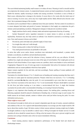 8 of 12
The secret behind maintaining healthy small weaners is to reduce all stress. Weaning in itself is stressful and this
can compromise the immune system. A compromised immune system can lead to populations of coccidia, which
inhabit the intestine, rapidly increasing in number and causing coccidiosis. Coccidiosis is seen as bloody or
black scours, indicating there is damage to the intestine. It occurs three to five weeks after the initial onset of
stress at weaning. In severe cases, calves may lose weight rapidly and die. Badly affected calves become ‘poor
doers’ due to permanent damage of the intestine.
Coccidiosis can be exacerbated if there is additional stress from poor nutrition. The best control of coccidiosis is
to ensure adequate feed intake and growth of weaners. Interruption to feed supply can compromise the gut’s
immune system precipitating coccidiosis. Management strategies to help prevent coccidiosis include:
• Supply nutritious feed to satisfy voluntary intake and nutrient requirements from day of weaning.
• Include Rumensin® (active ingredient monensin) in weaner rations to achieve an intake of 25
mg/head/day. Rumensin may also help control an outbreak. Care should be exercised as over-dosing is quite
toxic. Note small amounts in horses can be lethal.
• Provide dry yards with shade and a plentiful supply of clean water.
• Use troughs that cattle can’t walk through.
• Rotate weaning yards to reduce the build up of oocytes.
• Very small grassed enclosures are preferable to dirt yards.
In calves that suffer severe and/or chronic coccidiosis treat individually with Scourban®, a product which
includes a coccidiostat, an antibiotic and anti-diarrhoeal powders.
Most weaners will have worms and if the infection is heavy, treatment will be very cost effective. Ill thrift,
condition loss, rough coats and green scours are some of the signs of worm burdens. Poor weight gains can be an
indicator of sub clinical burdens. If you suspect worms are a problem, check worm burdens in calves and drench
if appropriate. Diagnosis by way of worm egg counts is recommended. Seek advice for treatment with relevant
anthelmintics and use weaner paddocks which have been spelled.
Inspect weaners regularly for lice and ticks, and treat accordingly. Pasture spelling of weaner paddocks will
assist with tick control.
Vaccination for clostridial diseases (‘5 in 1′) should occur at branding and weaning (assuming that these aren’t
more than six weeks apart) for maximum protection. Weaners which have not received a ‘5 in 1′ at branding
should be vaccinated the day they enter the yards. It is not recommended to give more than two vaccines at
once. Tick fever vaccination at the same time as ‘5 in 1′ is not recommended. Weaners should not be vaccinated
for tick fever just before trucking as it can induce a vaccine-induced tick fever. A single shot botulism
vaccination for juvenile cattle is recommended at branding, or at weaning if missed at branding.
Hygiene is very important when branding and castrating weaners. Ear marking pliers, castrating knives and
dehorning equipment should be placed in disinfectant at branding time, in between usage on each weaner. For
health reasons do not brand, earmark, castrate or dehorn calves until just before leaving the yards. For more
information seeHusbandry.
What weight to wean a calf?
The minimum liveweight at which calves are weaned is dependent upon the type of country, seasonal conditions
and condition of the cow. For a typical north Queensland property in an average year this weight would be 100
kg (or about three months of age). On better country in better seasons optimum weaning weight may be higher.
In drought conditions it may be desirable to radical wean (<100 kg liveweight) for breeder survival. In north
Australia all calves should be weaned down to 100 kg at the last muster of the year to prevent weight loss and
anoestrus (not cycling) in breeders early in the wet season immediately following.
Conclusions
• Good weaning practices improve reproductive performance of the breeder herd and should not
disadvantage weaners.
 