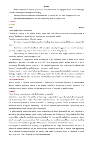 9 of 12
• Reduce the stress on weaners by providing adequate nutrition and segregate smaller calves from larger
calves to target supplement and prevent bullying.
• Calm regular education will set calves up for ease of handling and less stress throughout their lives.
• Pay attention to weaner health and treat strategically based on expert advice.
Castration
Dennis Boothby
Formerly Queensland Government
Castration is ‘removal of the testicles’ in very young male cattle. However some of the techniques used to
‘castrate’ bull calves in Australia do not involve actual removal of the testicles.
Castration is carried out for the following reasons:
• Prevention of undesirable bull calves from breeding. This enables mating of bulls only with desirable
traits.
• Behavioural control. Castrated male cattle (steers) are generally less aggressive and easier to handle, are
less likely to fight causing injury to other animals, and are less likely to damage fences.
• The secondary sex characteristics of bulls tend to make bull meat tougher and less attractive to
consumers, especially for the higher priced cuts.
The disadvantages of castration are minor in comparison to the advantages gained. Removal of the testicles
before puberty will reduce the growth rate of the calf. This is because the testicles produce hormones as well as
spermatozoa. The major hormone produced by the testicles is testosterone, more commonly referred to as male
hormone. Testosterone has an anabolic action – it promotes muscle growth.
Castration should be carried out on bull calves when they are very young, and certainly before six months of age.
On larger properties with large numbers of breeding females this may be difficult to achieve, particularly if
calves are born at the start of the wet season (as recommended) or just after the last muster the previous year.
Methods of castration
With all methods of castration effective restraint (i.e. calf cradle) is essential for the welfare of the calf and the
operator. Whether performing surgical or non surgical castration it is important to disinfect equipment in an
antiseptic solution, between animals, and have a separate bucket of antiseptic for washing hands.
Surgical
This is the most commonly used method of castration in Australia.
An incision is made at the bottom of the scrotum using a scalpel blade to expose the testicle. In some cases the
testicles proper may still be hidden behind a thick whitish membrane – the tunica vaginalis. If this is the case it
will be necessary to make an incision in the tunica to completely expose the testicle. A deep initial incision
ensures the testicle is exposed immediately. The attached ligaments and vas deferens (sperm cord) can be
separated from the testicle with the fingers and/or blade.
The testicle can be removed by pulling on the exposed testicle (this is less suitable for older calves) or by
rubbing the sharp blade sideways on the exposed cord to scrape the blood vessels. Do not make a clean sharp
incision of the cord as this may lead to excessive bleeding. The most desirable method is to remove the exposed
testicle using triple crush emasculators which crushes and cuts the blood vessels and hence minimises bleeding.
Emasculators are the preferred option for older calves and for castrations done in hotter weather.
Good hygiene is essential when castrating. It is preferable that the scalpel and emasculators are soaked in
disinfectant between operations and that the disinfectant is changed after every 20 animals. Poor hygiene may
lead to infection which delays healing and may set back growth. Fly control should be considered at certain
times of the year. Calves should be vaccinated against tetanus.
 