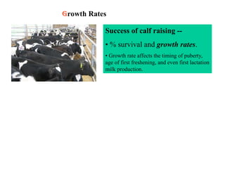 calf rearing training.ppt. In any dairy production system calf rearing ...