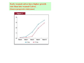 calf rearing training.ppt. In any dairy production system calf rearing ...