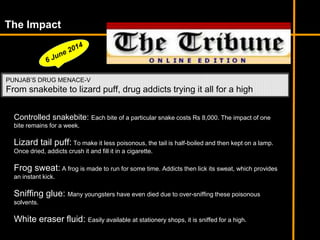 The Impact
PUNJAB’S DRUG MENACE-V
From snakebite to lizard puff, drug addicts trying it all for a high
Controlled snakebite: Each bite of a particular snake costs Rs 8,000. The impact of one
bite remains for a week.
Lizard tail puff: To make it less poisonous, the tail is half-boiled and then kept on a lamp.
Once dried, addicts crush it and fill it in a cigarette.
Frog sweat: A frog is made to run for some time. Addicts then lick its sweat, which provides
an instant kick.
Sniffing glue: Many youngsters have even died due to over-sniffing these poisonous
solvents.
White eraser fluid: Easily available at stationery shops, it is sniffed for a high.
 