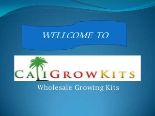 WELLCOME TO




Wholesale Growing Kits
 