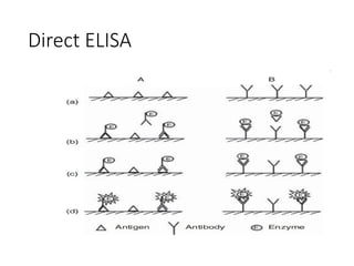 Direct ELISA
 