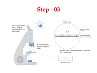 Calibration of eyepice micrometer with stage micrometer | PPT