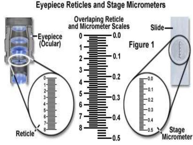 Calibration of microscope