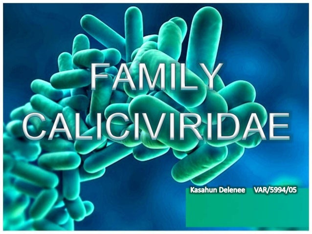 Caliciviridae for veterinary students