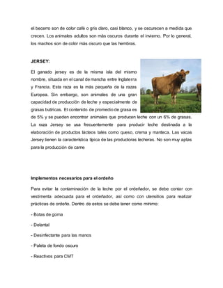 el becerro son de color café o gris claro, casi blanco, y se oscurecen a medida que
crecen. Los animales adultos son más oscuros durante el invierno. Por lo general,
los machos son de color más oscuro que las hembras.
JERSEY:
El ganado jersey es de la misma isla del mismo
nombre, situada en el canal de mancha entre Inglaterra
y Francia. Esta raza es la más pequeña de la razas
Europea. Sin embargo, son animales de una gran
capacidad de producción de leche y especialmente de
grasas butíricas. El contenido de promedio de grasa es
de 5% y se pueden encontrar animales que producen leche con un 6% de grasas.
La raza Jersey se usa frecuentemente para producir leche destinada a la
elaboración de productos lácteos tales como queso, crema y manteca. Las vacas
Jersey tienen la característica típica de las productoras lecheras. No son muy aptas
para la producción de carne
Implementos necesarios para el ordeño
Para evitar la contaminación de la leche por el ordeñador, se debe contar con
vestimenta adecuada para el ordeñador, así como con utensilios para realizar
prácticas de ordeño. Dentro de estos se debe tener como mínimo:
- Botas de goma
- Delantal
- Desinfectante para las manos
- Paleta de fondo oscuro
- Reactivos para CMT
 