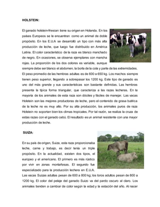 HOLSTEIN:
El ganado holstein-friesian tiene su origen en Holanda. En los
países Europeos se le encuentran como un animal de doble
propósito. En los E.U.A se desarrolló un tipo con más alta
producción de leche, que luego fue distribuido en América
Latina. El color característico de la raza es blanco manchado
de negro. En ocasiones, se observa ejemplares con mancha
rojas. La proporción de los dos colores es variable, aunque
siempre debe ser blanco el abdomen, la borla de la cola y parte de las extremidades.
El peso promedio de las hembras adultas es de 600 a 650 kg. Los machos siempre
tienen peso superior, llegando a sobrepasar los 1200 kg. Este tipo de ganado es
uno del más grande y sus características son bastante definidas. Las hembras
presenta la típica forma triangular, que caracteriza a las razas lecheras. En la
mayoría de los animales de esta raza son dóciles y fáciles de manejar. Las vacas
Holstein son las mejores productoras de leche, pero el contenido de grasa butírica
de la leche no es muy alto. Por su alta producción, los animales puros de raza
Holstein no soportan bien los climas tropicales. Por tal razón, se realiza la cruza de
estas razas con el ganado cebú. El resultado es un animal resistente con una mayor
producción de leche.
SUIZA:
En su país de origen, Suiza, esta raza proporcionaba
leche, carne y trabajo, es decir tenía un triple
propósito. En la actualidad, existen dos tipos, el
europeo y el americano. El primero es más rústico
por vivir en zonas montañosas. El segundo fue
especializado para la producción lechera en E.U.A.
Las vacas Suizas adultas pesan de 600 a 800 kg; los toros adultos pesan de 800 a
1200 kg. El color del pelaje del ganado Suizo va del pardo oscuro al claro. Los
animales tienden a cambiar de color según la edad y la estación del año. Al nacer
 