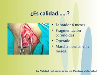 ¿Es calidad……? Labrador 6 meses Fragmentación coronoides Operado Marcha normal en 2 meses. 