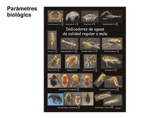 Paràmetres
biològics
 