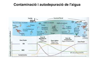 Contaminació i autodepuració de l'aigua
 