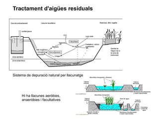 Tractament d'aigües residuals
Sistema de depuració natural per llacunatge
Hi ha llacunes aeròbies,
anaeròbies i facultatives
 