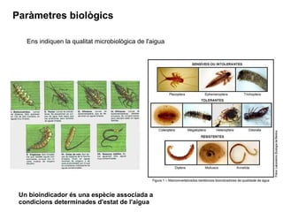 Paràmetres biològics
Ens indiquen la qualitat microbiològica de l'aigua
Un bioindicador és una espècie associada a
condicions determinades d'estat de l'aigua
 