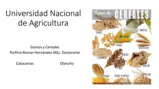 Universidad Nacional
de Agricultura
Granos y Cereales
Porfirio Bismar Hernández MSc. Doctorante
Catacamas Olancho
 