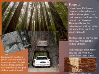 Forests:
In Northern California
there are redwood forests.
Redwoods are giant trees
that have survived since the
time of the dinosaurs.
They usually live for
between 500 and 700 years,
but some trees live to be
2000 years old!!
The trees are so big you can
drive a car through the
middle of them.
Redwoods get their name
because the wood that
comes from them is red.
Beginning in the 1800’s,
people cut down many of
these huge trees. In 1968
Redwood National Park
was created to protect part
of these ancient forests.
Wood from a redwood tree.
 