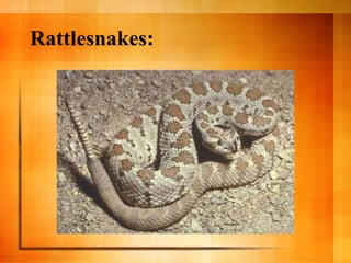 Rattlesnakes: 