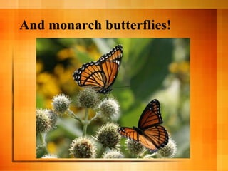 And monarch butterflies! 