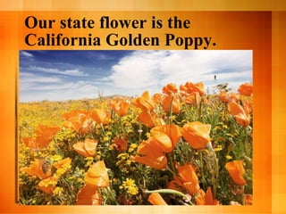 Our state flower is the California Golden Poppy. 