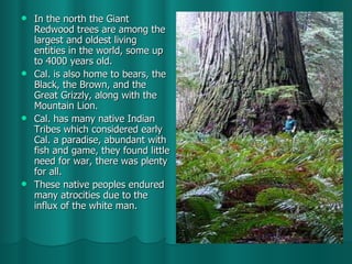 In the north the Giant Redwood trees are among the largest and oldest living entities in the world, some up to 4000 years old. Cal. is also home to bears, the Black, the Brown, and the Great Grizzly, along with the Mountain Lion. Cal. has many native Indian Tribes which considered early Cal. a paradise, abundant with fish and game, they found little need for war, there was plenty for all. These native peoples endured many atrocities due to the influx of the white man.  