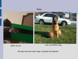Pets




Sybil, my cat.                           Ava, my family's dog.


         We also have two other dogs, Cupcake and Sascha.
 