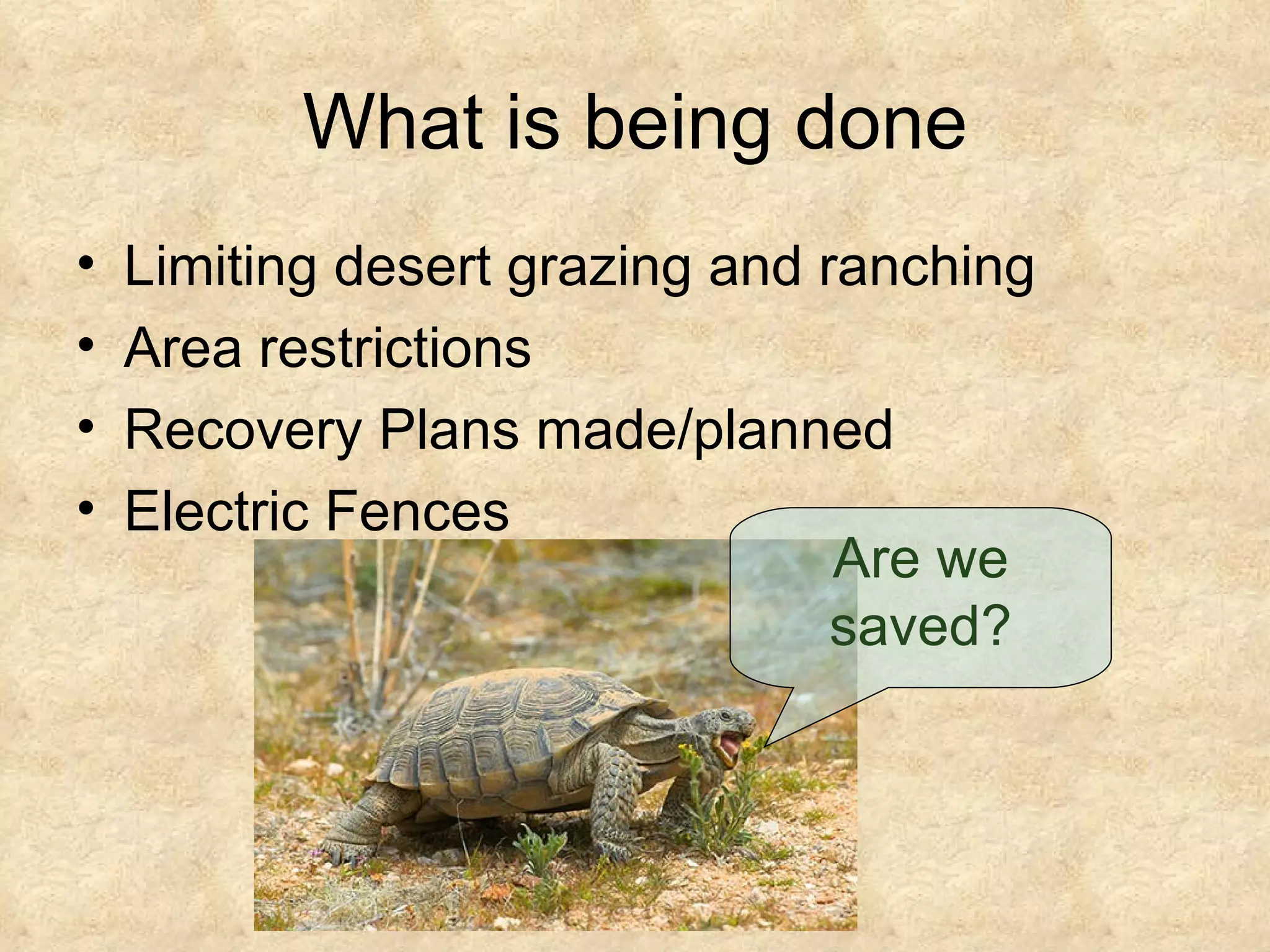 Tortoise Slideshow California Desert Tortoise | PPT