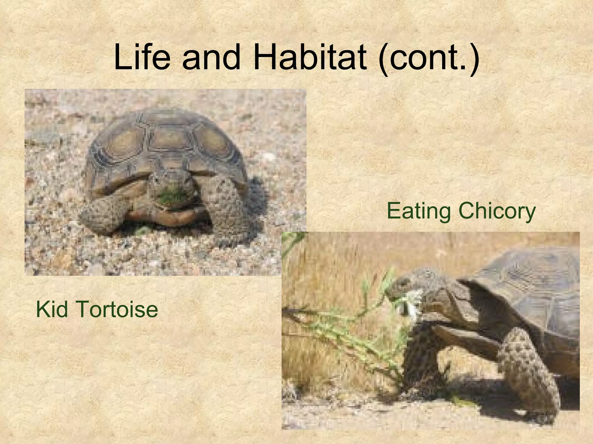 Tortoise Slideshow California Desert Tortoise | PPT