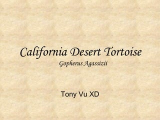 California Desert Tortoise Tony Vu XD Gopherus Agassizii 