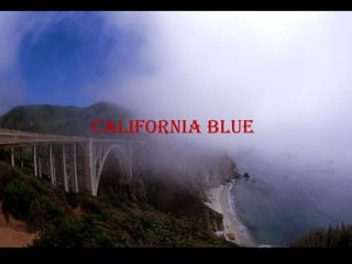 California blue
 