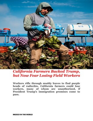 MEXICO IN THE WORLD
California Farmers Backed Trump,
but Now Fear Losing Field Workers
Workers rifle through muddy leaves to find purple
heads of radicchio. California farmers could lose
workers, many of whom are unauthorized, if
President Trump’s immigration promises come to
pass.
 