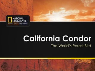 1
California Condor
The World’s Rarest Bird
 