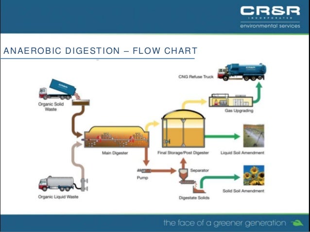 clarke pauley shark digestion flow chart