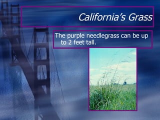 California’s Grass <ul><li>The purple needlegrass can be up to 2 feet tall. </li></ul>