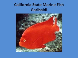 California symbols for kindergarten | PPTX